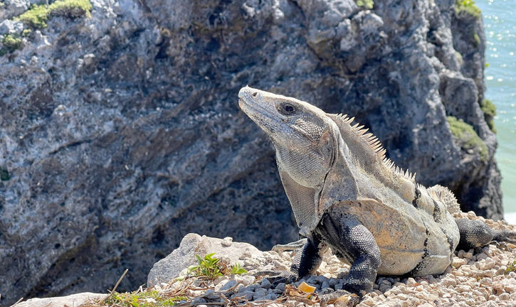 An iguana enjoying the sea breeze around Tulum Ruins