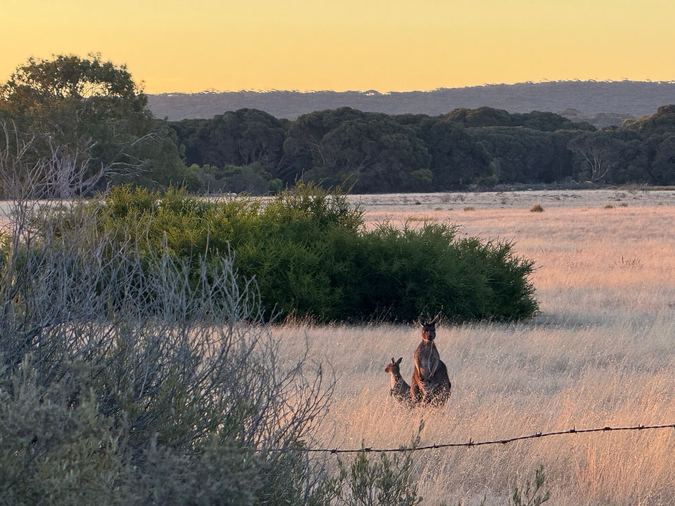 Two kangaroos are standing in a grassy field during sunset at Kangaroo Island. The background features trees and soft, golden lighting, creating a tranquil scene.