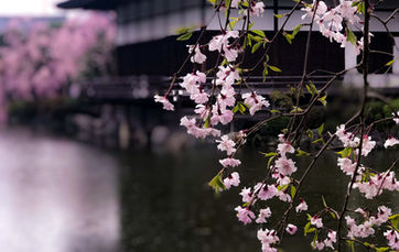 A temple in kyoto during cherry blossom season