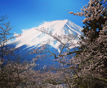 Views of Mt Fuji from Cherito Pagod with cherry blossom trees around