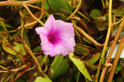 Wet Petals