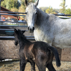 Mama Sno & Trinity