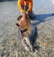 King Salmon-min_edited.jpg