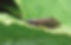 ree