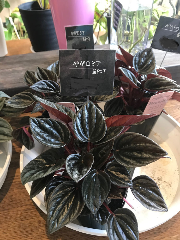 ペペロミア ペペロミア