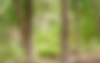 Website Plate.png