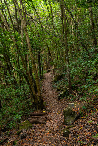 start-of-the-trail-in-the-natural-park-of-los-tino-2022-03-16-16-07-31-utc.jpg