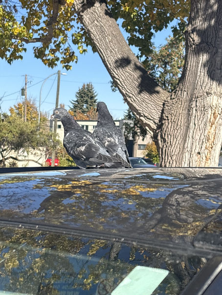 Patient Update: A Tale of Two Rock Pigeons