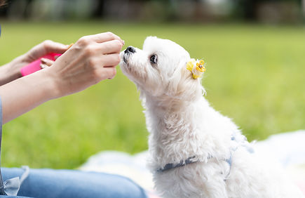 週末しつけ教室