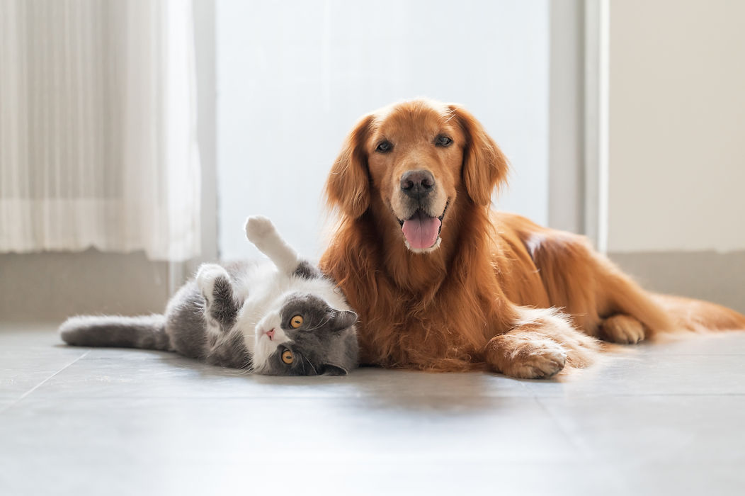 犬と猫