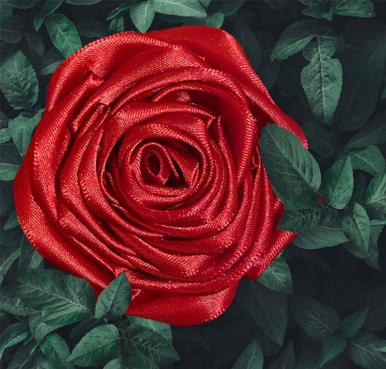 Single Coloured Rose