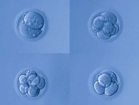 The Embryos