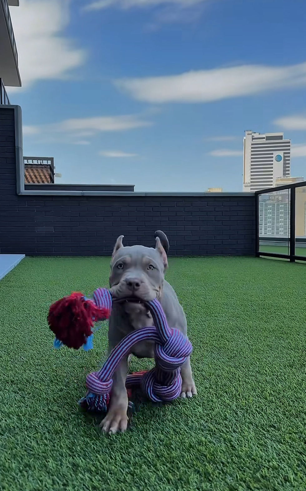 Bad Dog? or  Bad Owner?