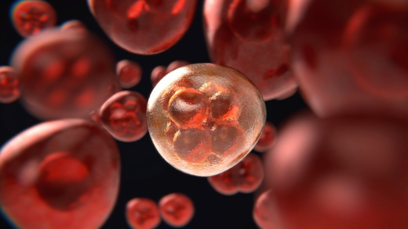 Red Blood Cells