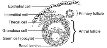 Image 1: Cell structure