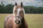 horse headshot shot with Sony RX10 1V