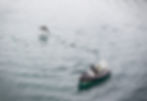 dolphin leaping caught with a Sony RX10 1V