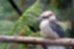 Kookaburra -Fujifilm XT2