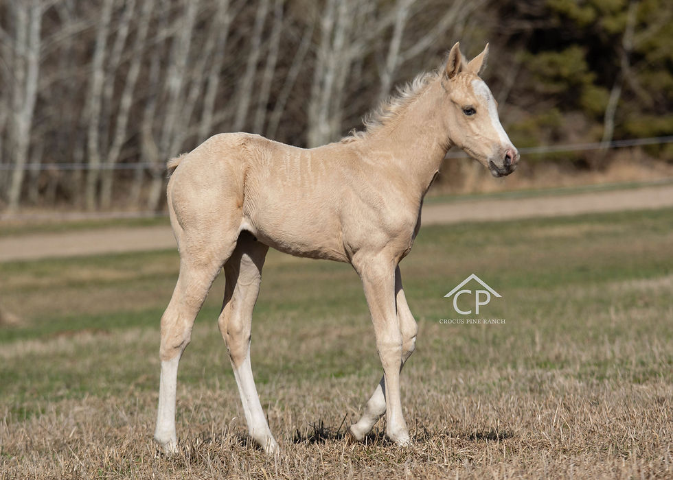 Palomino Splash Filly
