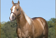 AQHA Palomino Stallion Palo Duro Cat