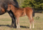AQHA Bay Colt