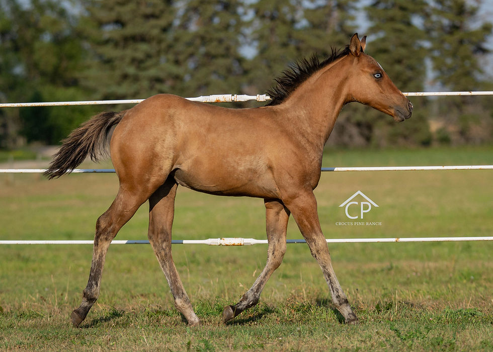 AQHA Dun Splash Filly