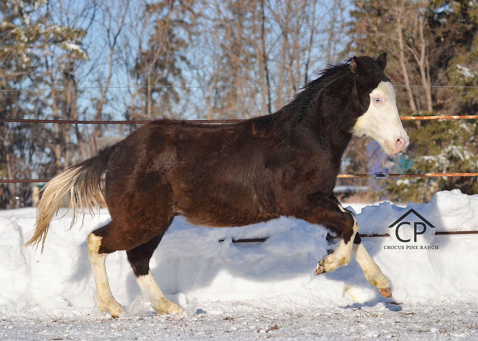 AQHA/APHA Black Splash Colt