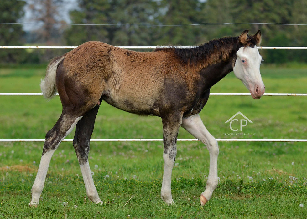 APHA Black Splash Colt