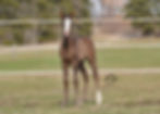 Smokey Black Splash Colt