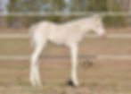 APHA Max White Filly