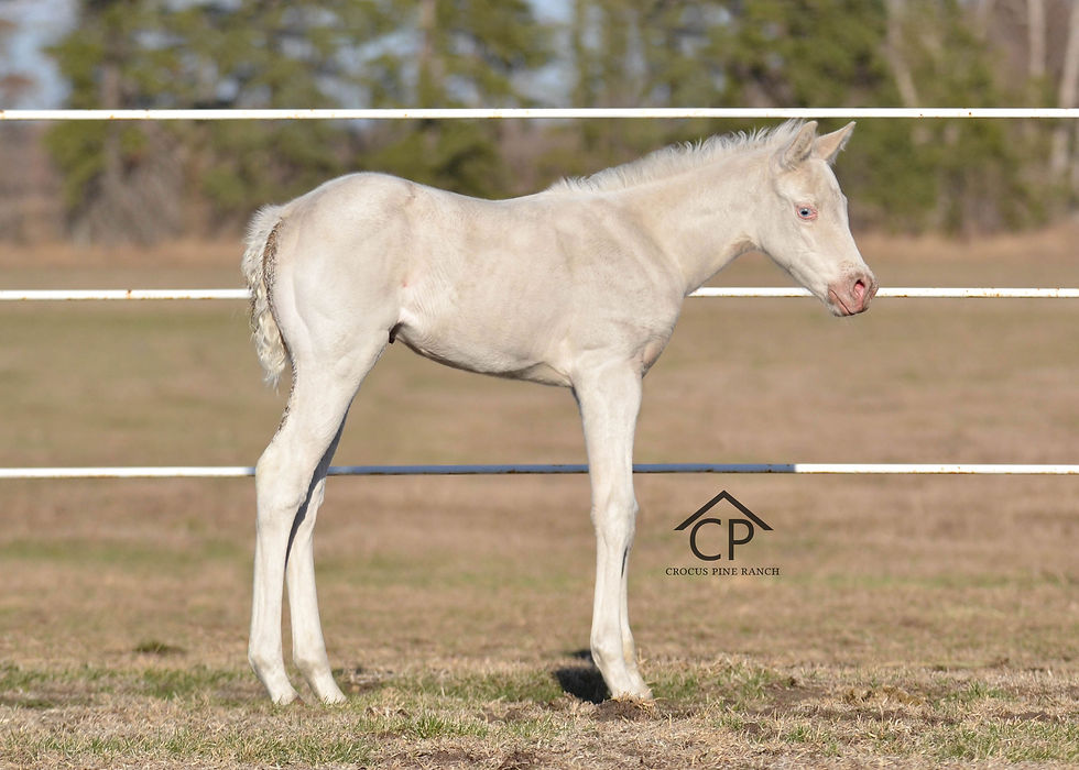 APHA Max White Filly