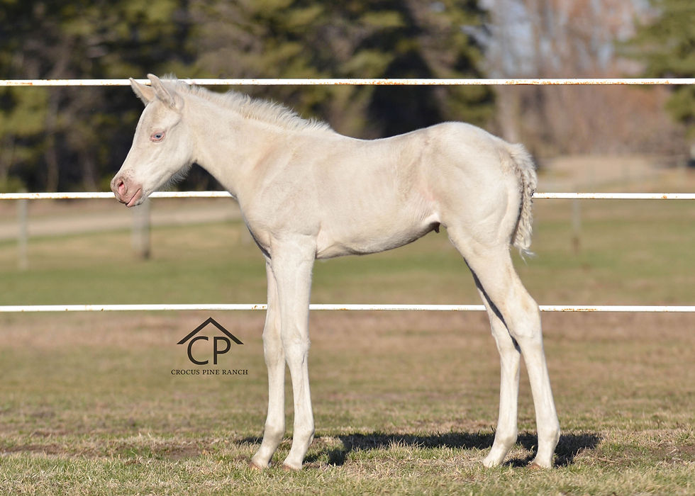 APHA Max White Filly