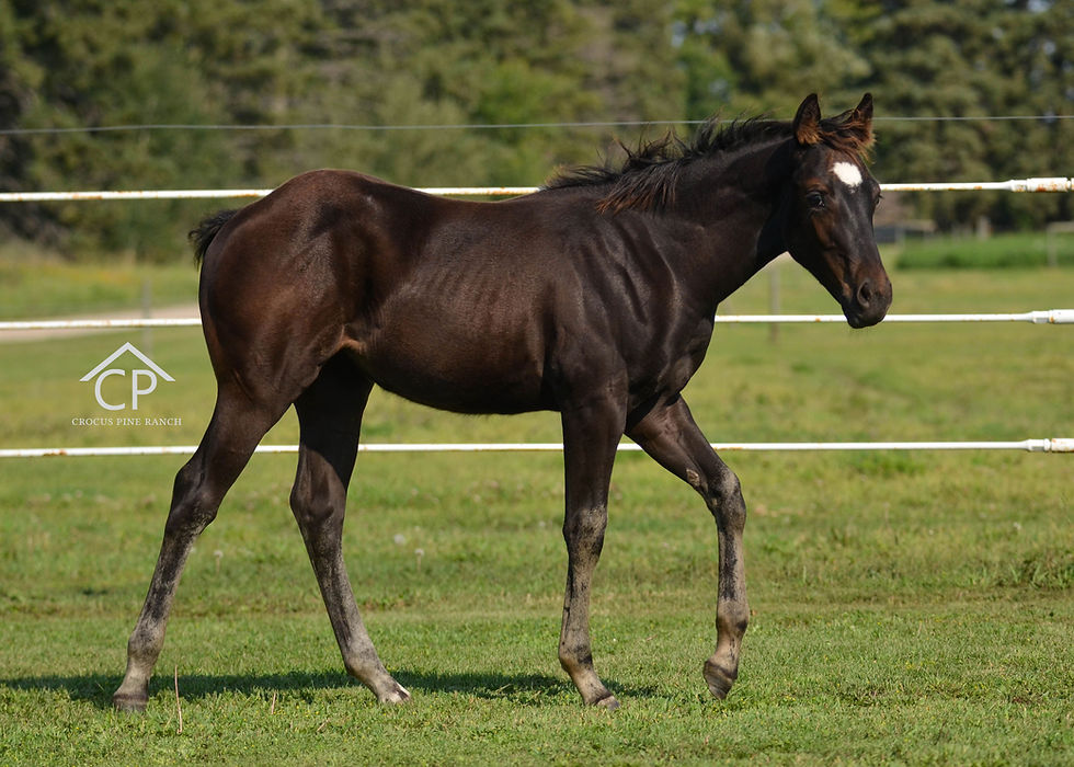 AQHA Black Filly