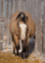 AQHA Buckskin Splash Mare