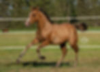 AQHA Dun Splash Filly