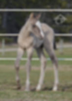 AQHA Grullo Splash Colt FOR SALE