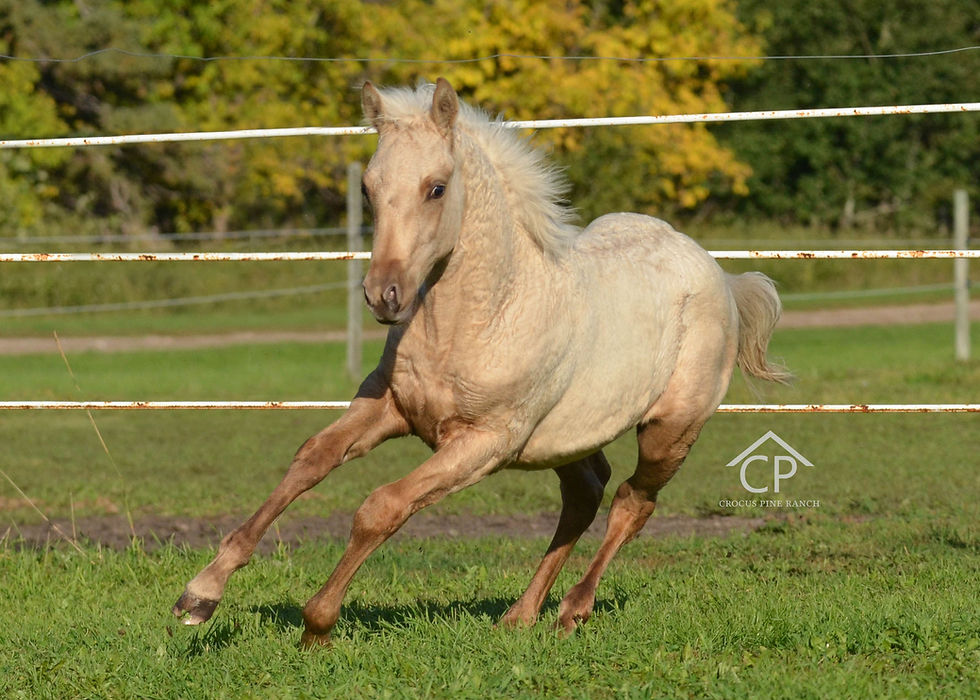 AQHA Palomino Colt