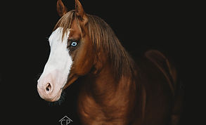 DSC_0557-4CP.jpg