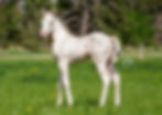 APHA Bay Tobiano Splash Overo Colt