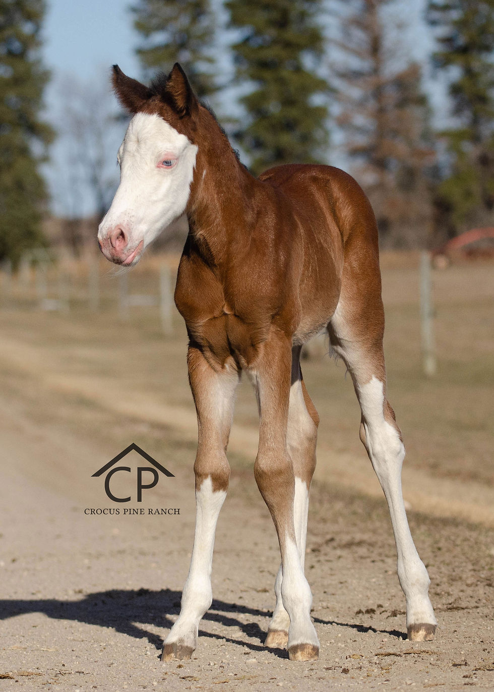 AQHA Bay Splash Filly
