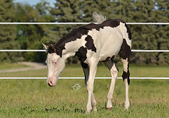 Black Splash White 1, splash white 2 black overo colt