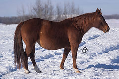 DSC_0014CP.jpg