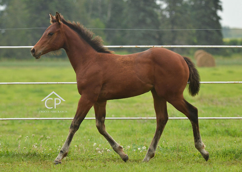 AQHA Bay Filly