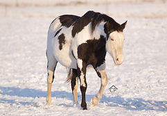 APHA Black Overo Splash Mare Dazzling Deluxe