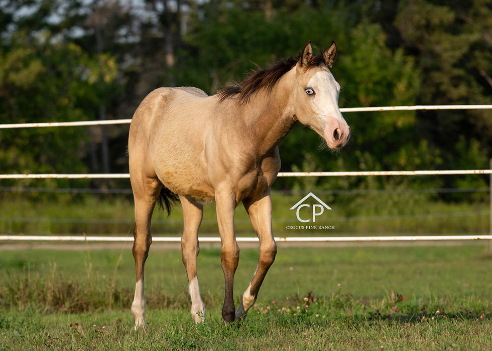 AQHA Buckskin Splash Colt