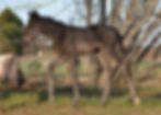 AQHA Black Filly