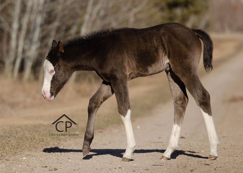 APHA Black Splash Filly