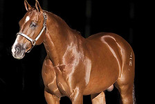 AQHA Stallion Dual Rey
