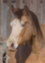 AQHA Buckskin Splash Mare