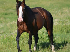 APHA Bay Splash White 2 Stallion Enterprising Gunner